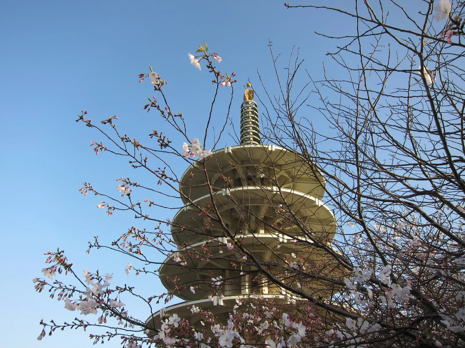 The Peace Pagoda in Japantown framed by cherry blossoms